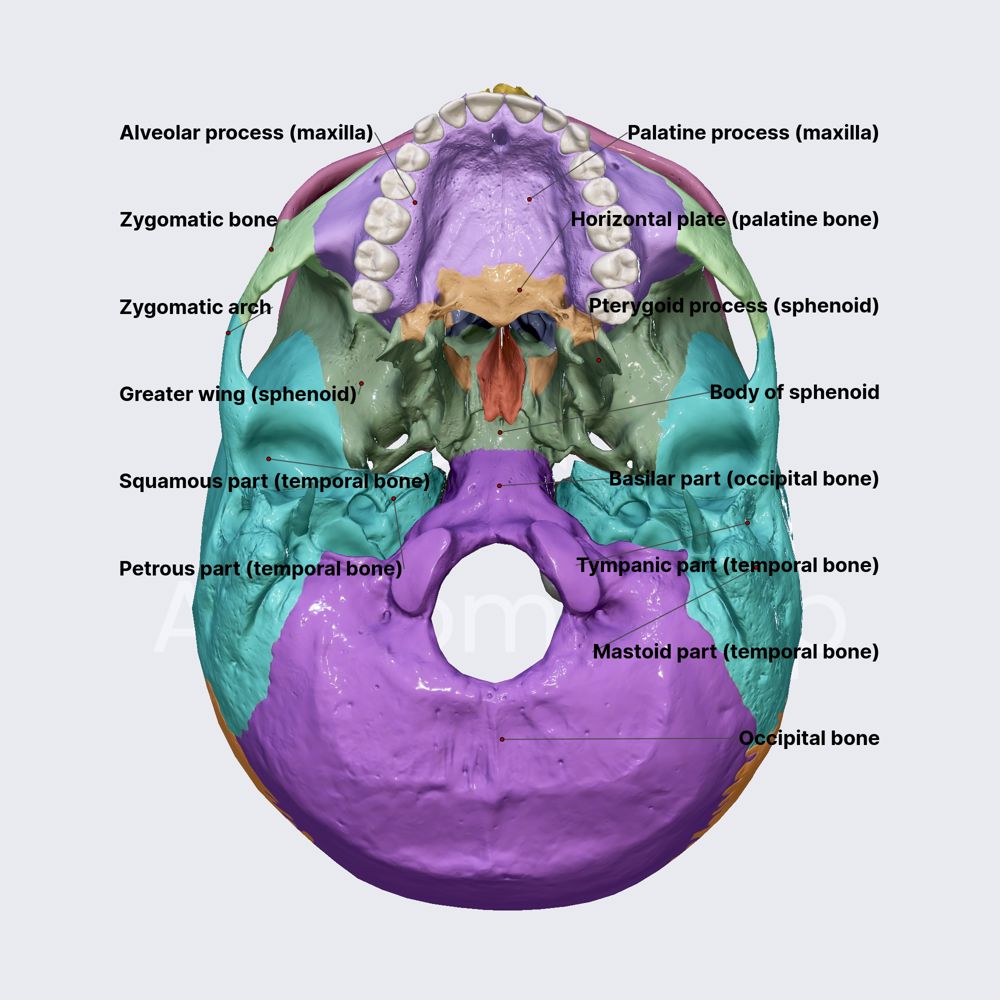 External cranial base (parts and bones)