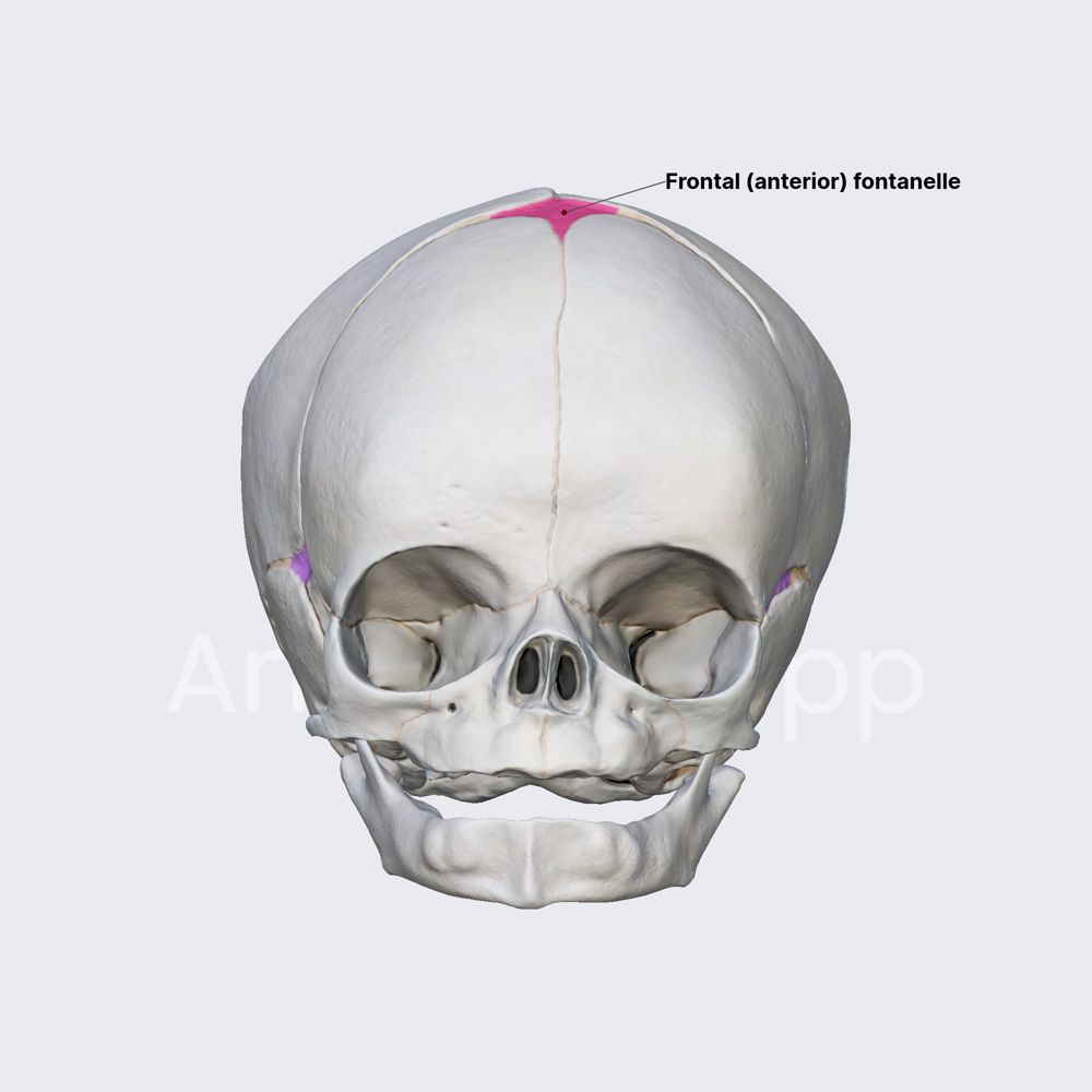 Fontanelles