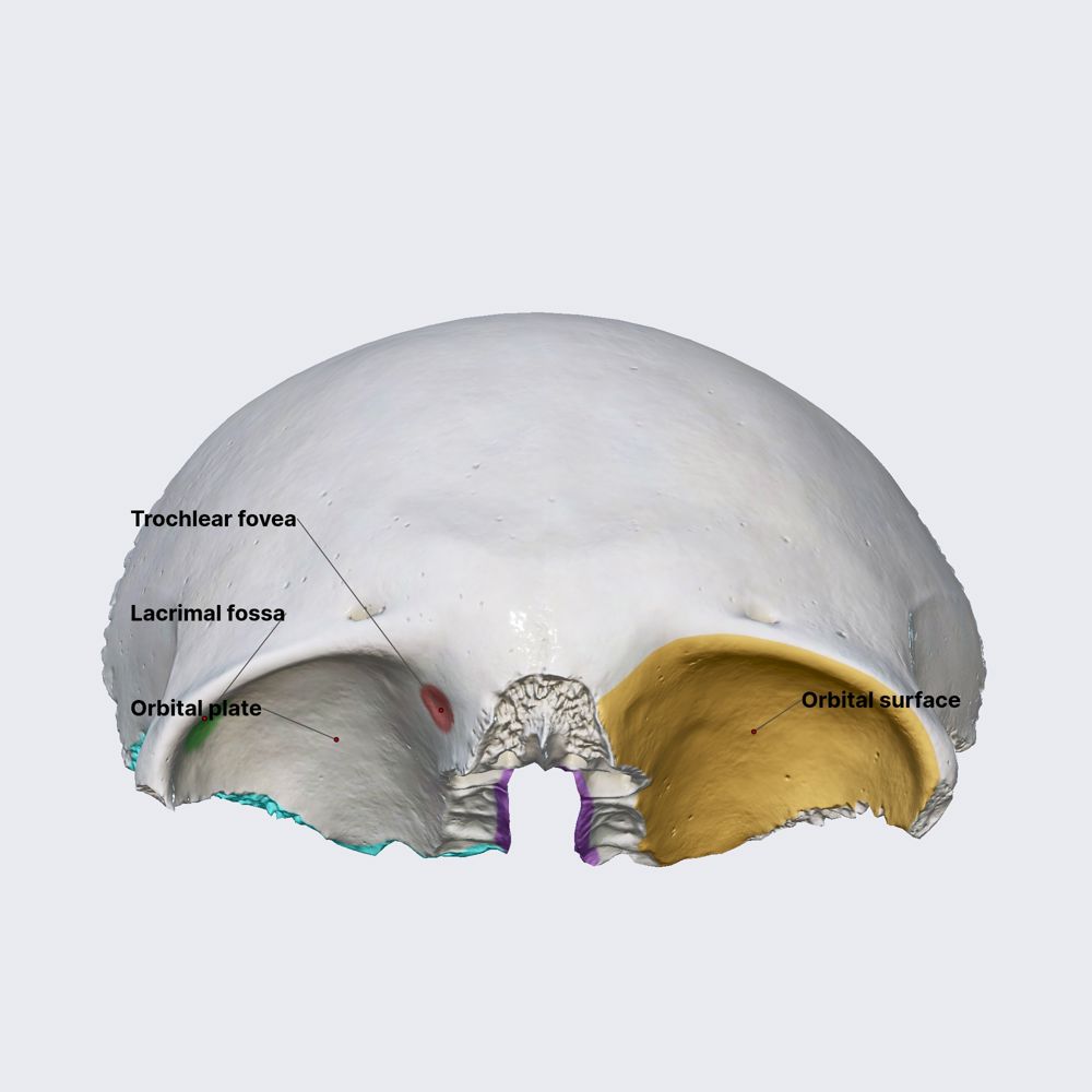 Frontal bone (orbital part)