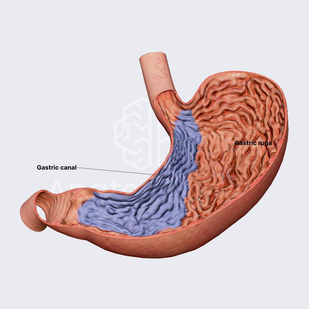 Gastric mucosa