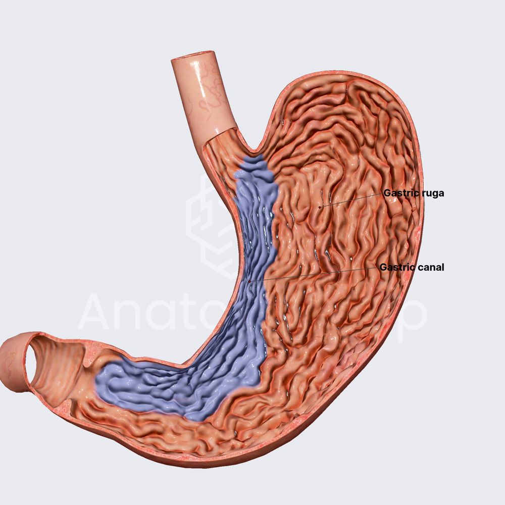 Gastric mucosa