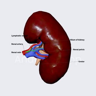 Hilum of kidneys image