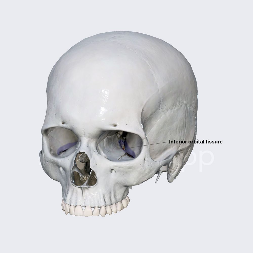 Inferior orbital fissure