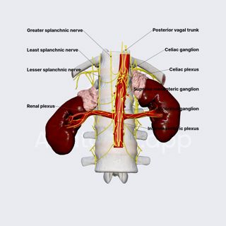 Innervation of kidneys image
