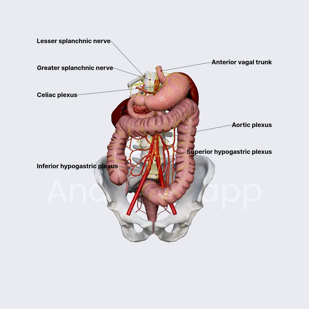 Innervation of large intestine