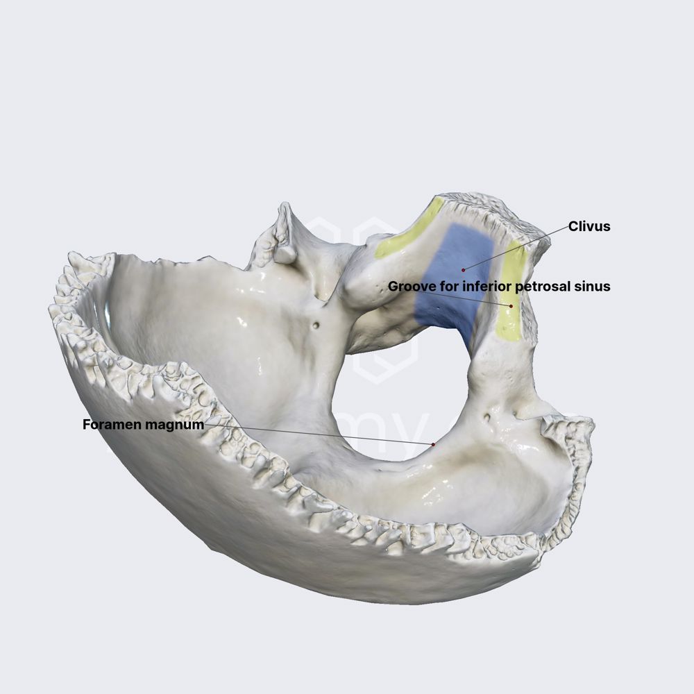 Occipital bone (basilar part)