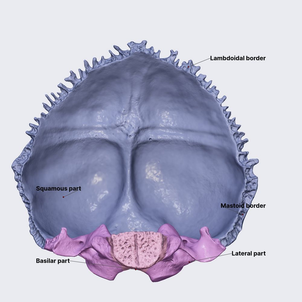 Occipital bone (overview and parts)