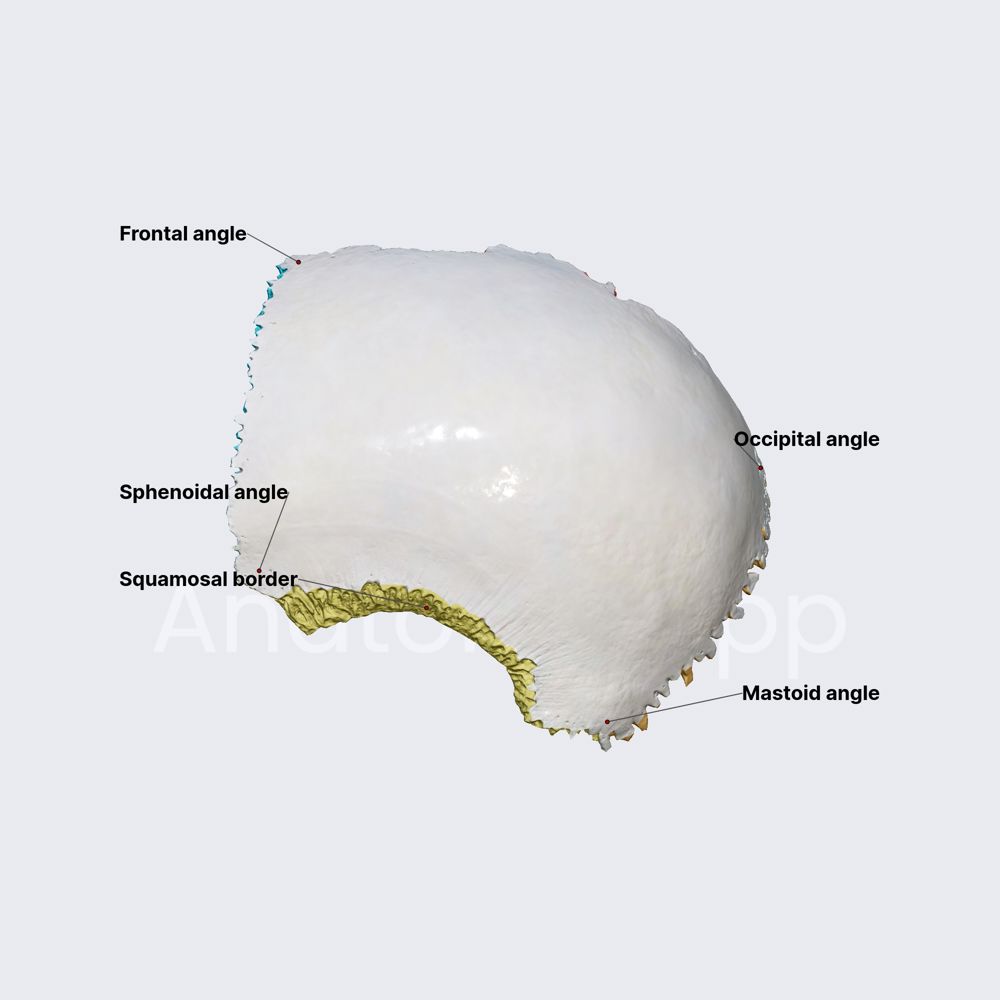Parietal bone (overview, borders, and angles)