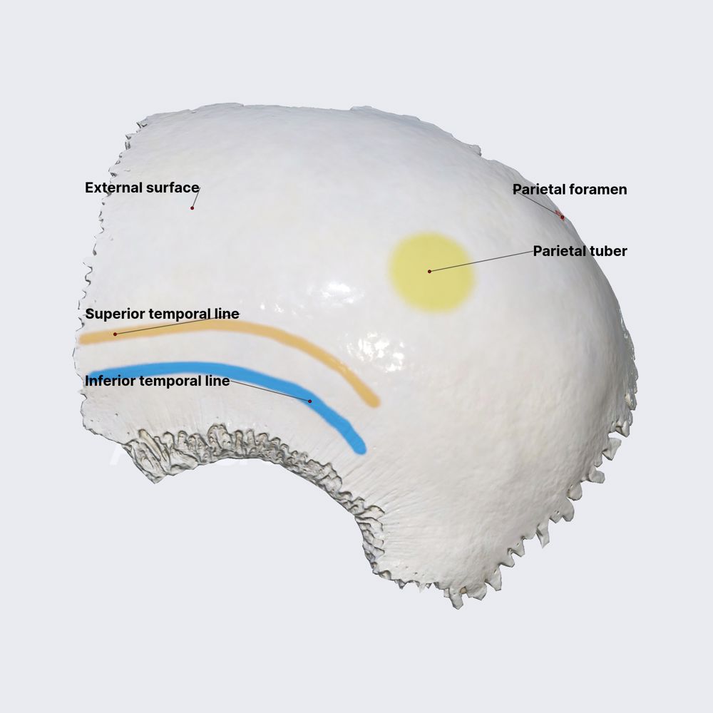 Parietal bone (surfaces and landmarks)