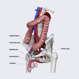 Parts of ductus deferens image