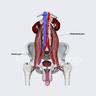 Parts of ureters image