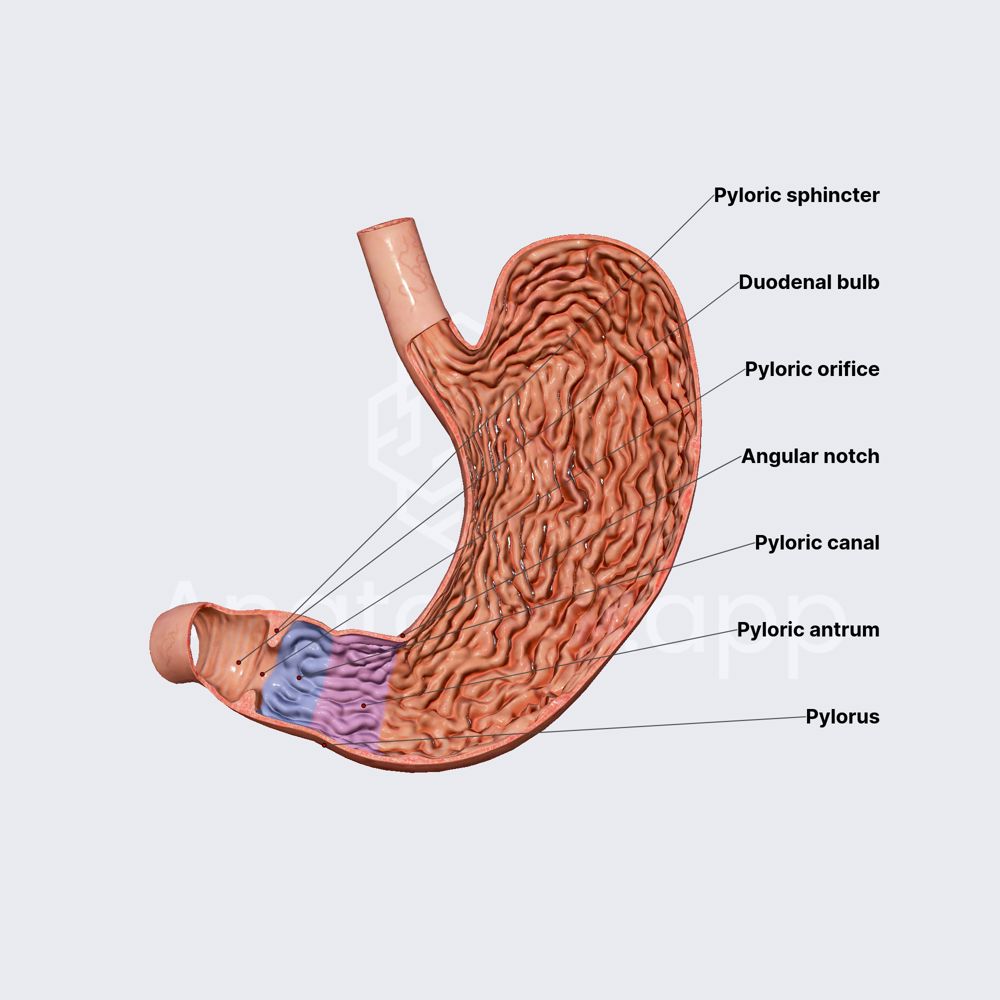 Pylorus and muscular layer of stomach