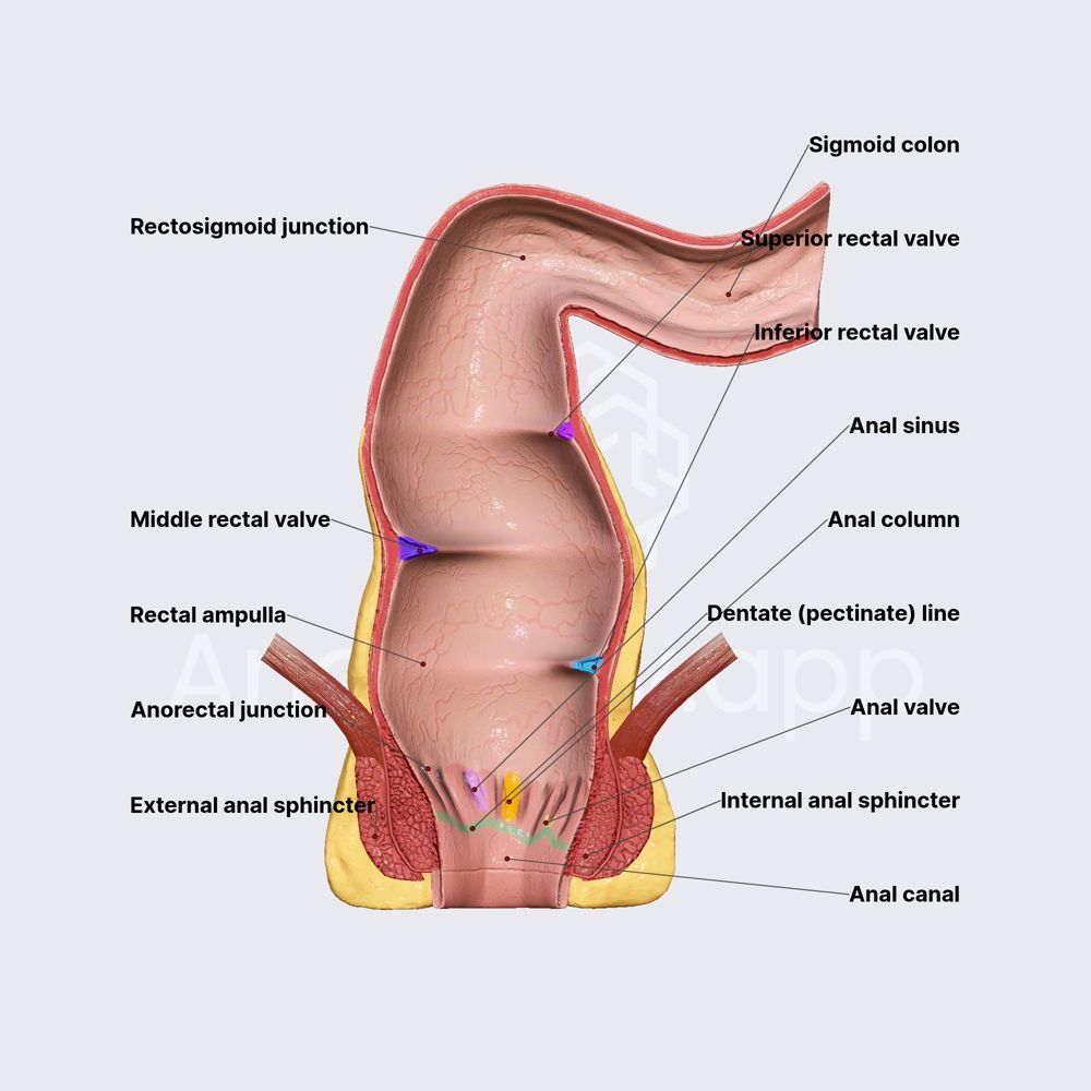 Rectum and anal canal (part 2)