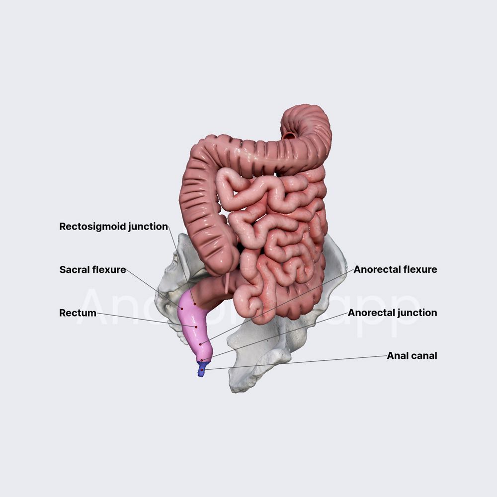 Rectum and anal canal (part 1)