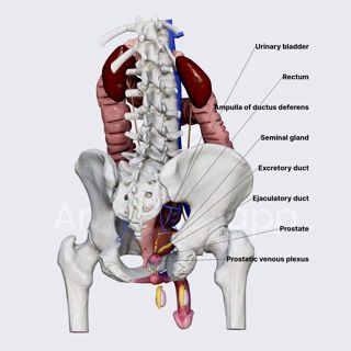 Seminal glands image