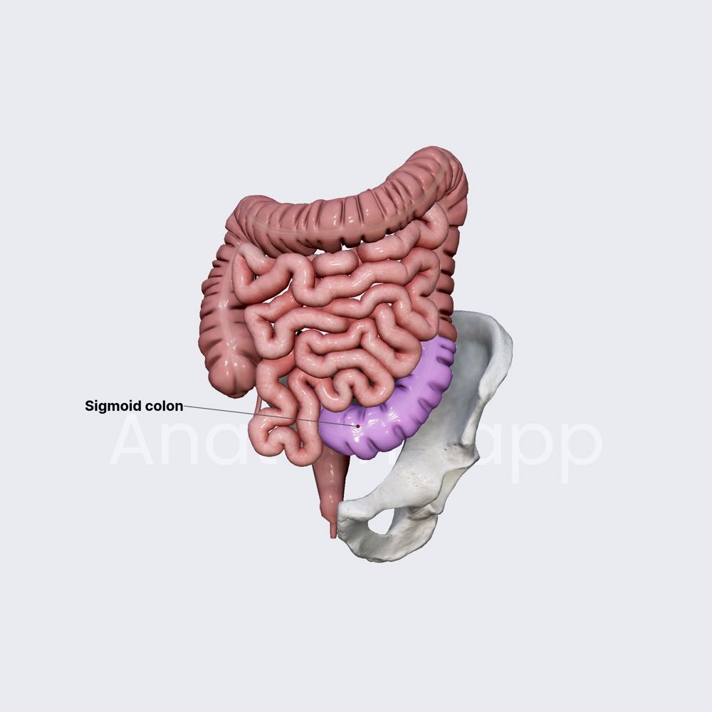 Sigmoid colon