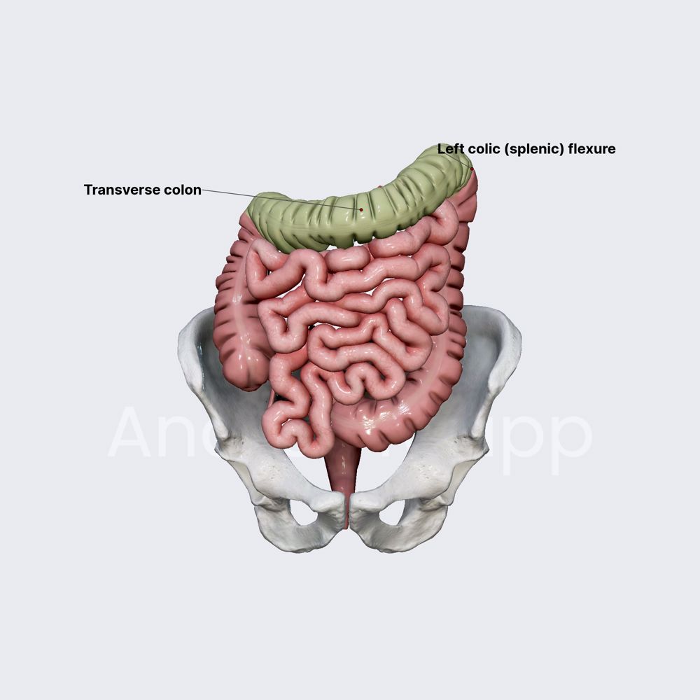 Transverse colon