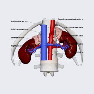 Venous drainage of kidneys image