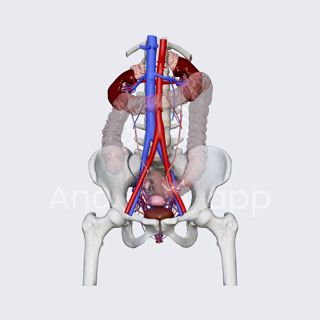 Venous drainage of female urinary bladder  image