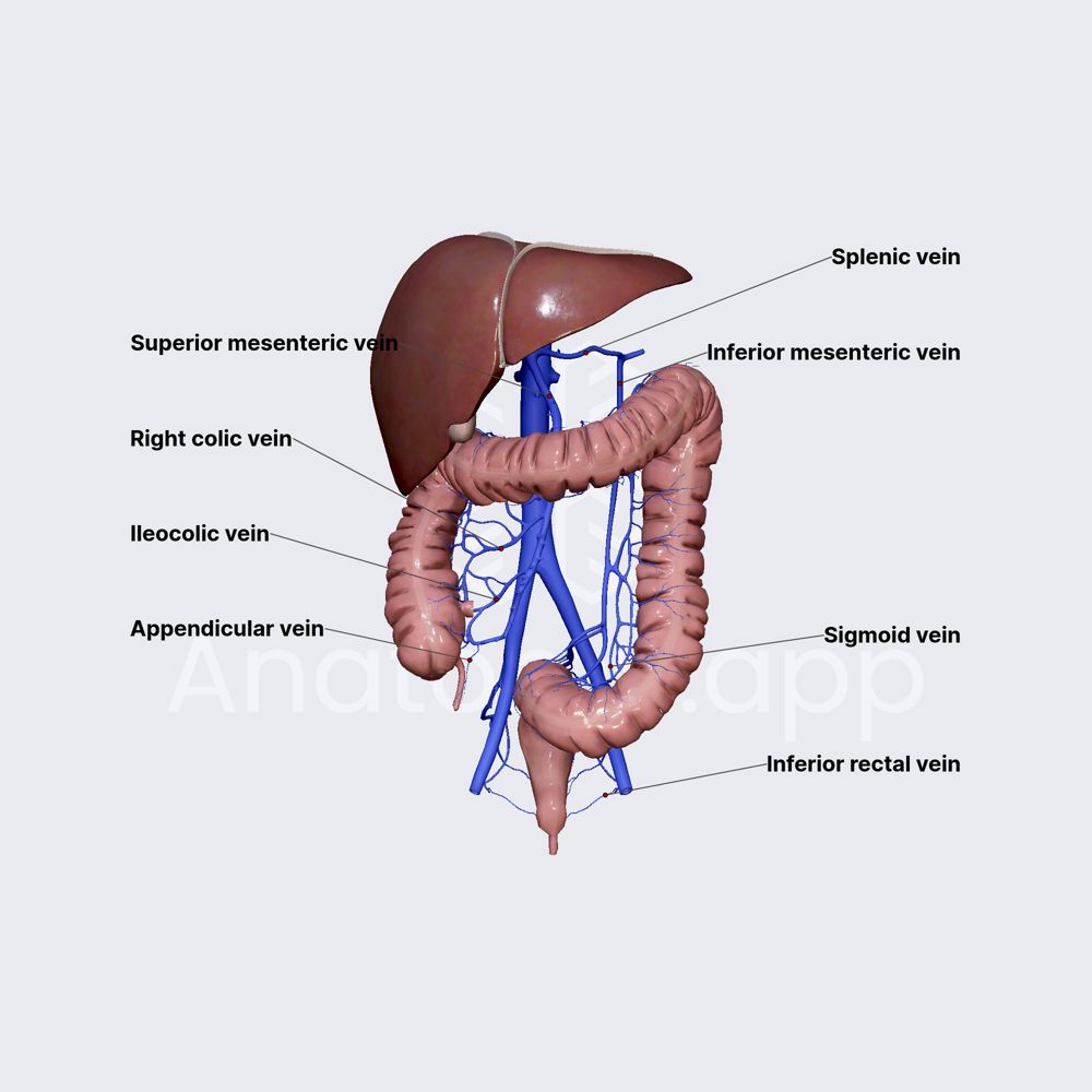 Venous drainage of large intestine