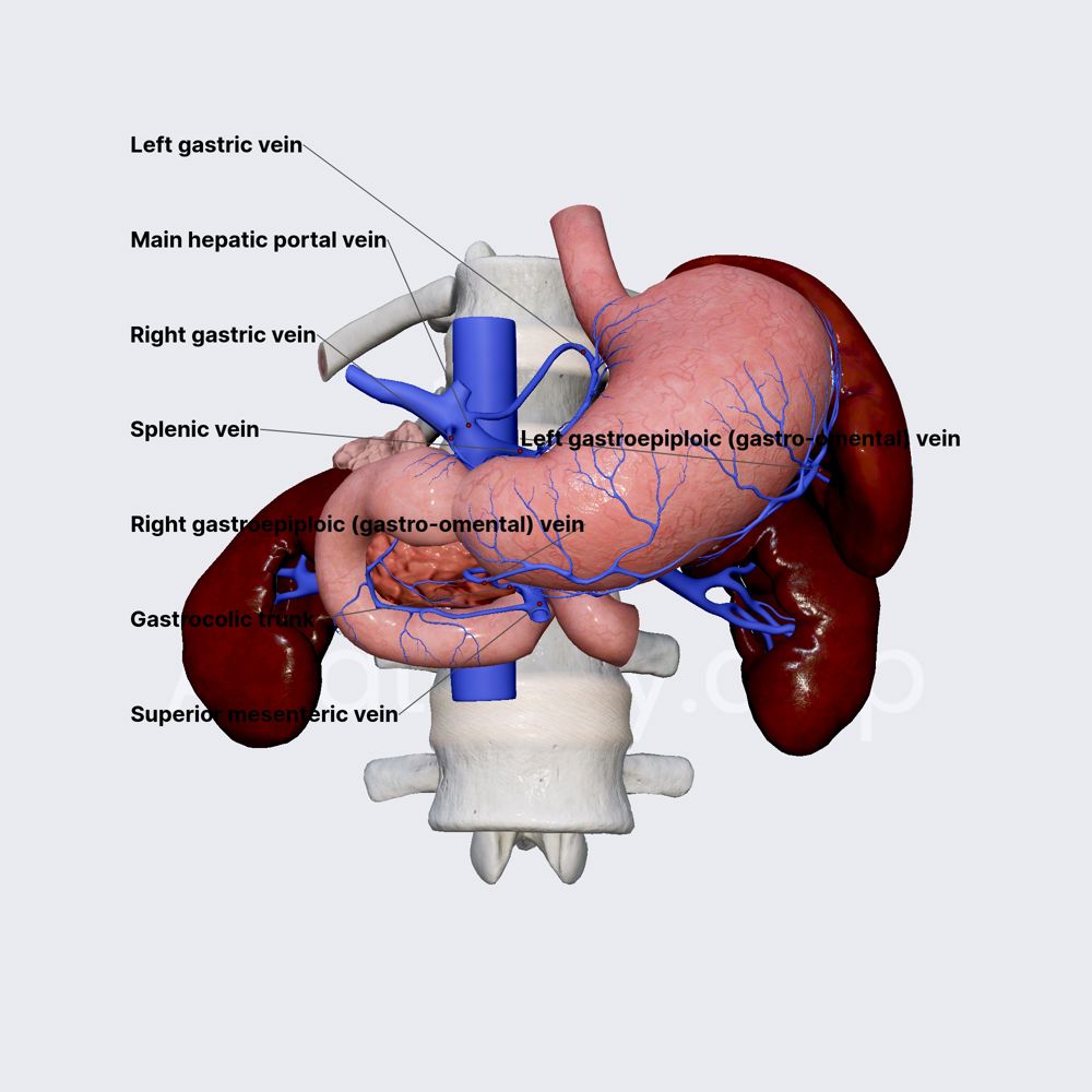 Venous drainage of stomach