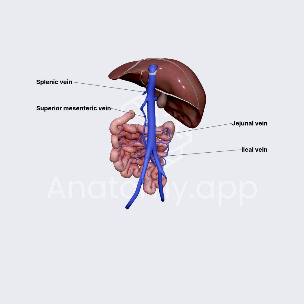 Venous drainage of jejunum and ileum