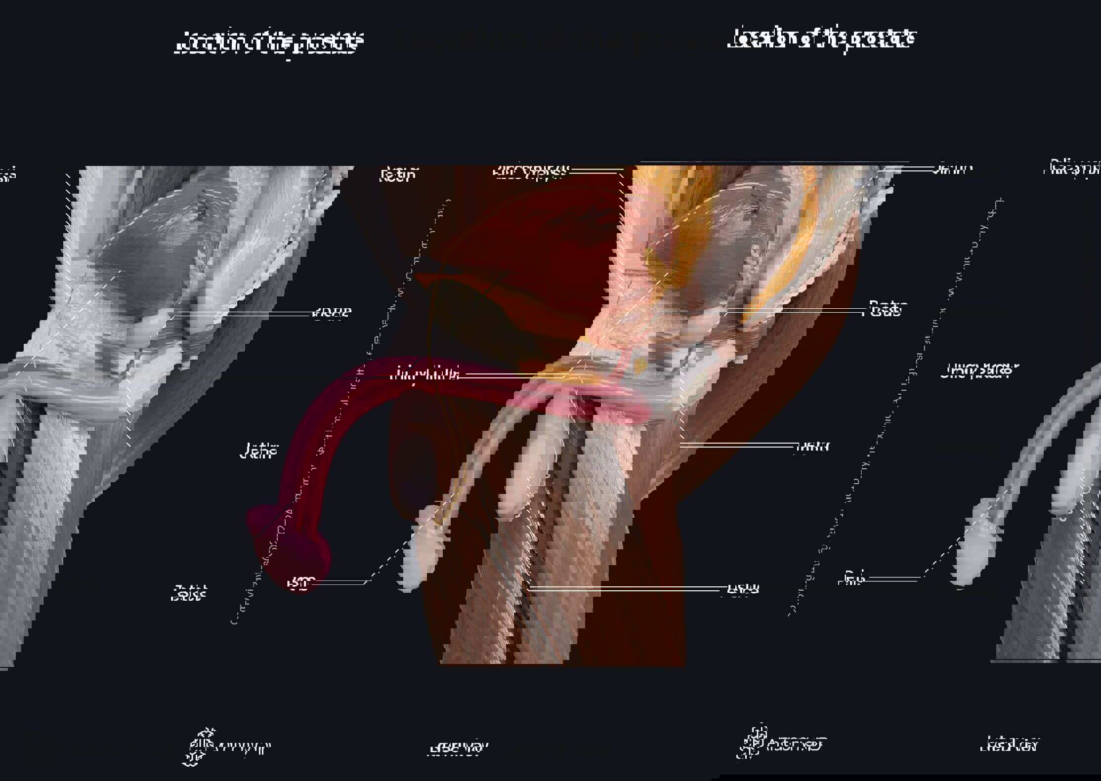 Location of the prostate and relations to other organs (rectum, urinary bladder, urethra, penis) from the lateral view