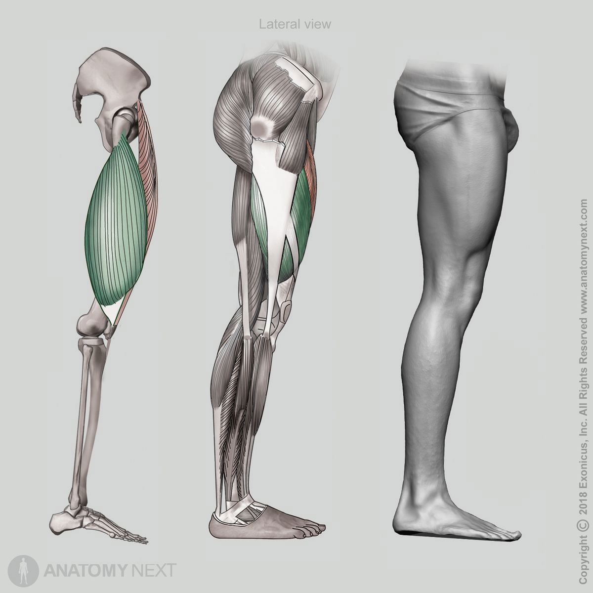 Vastus medialis, Vastus lateralis, Vastus intermedius, Rectus femoris, Quadriceps femoris, Lateral view of quadriceps femoris, Thigh muscles, Anterior compartment of thigh, Anterior compartment muscles, Human thigh