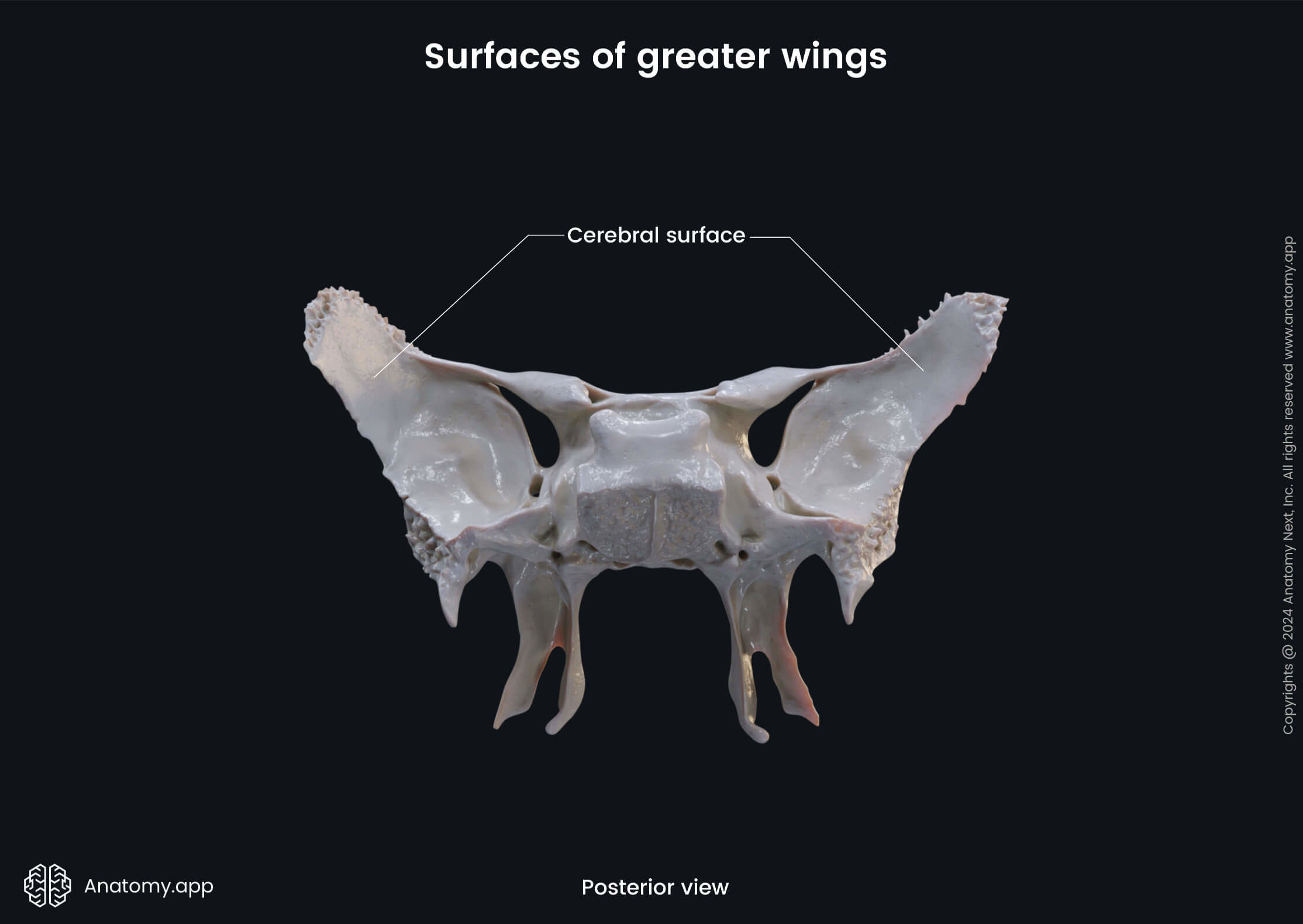 Head and neck, Skeletal system, Skull, Bones of skull, Neurocranium, Sphenoid, Parts of sphenoid, Greater wings, Surfaces, Posterior view