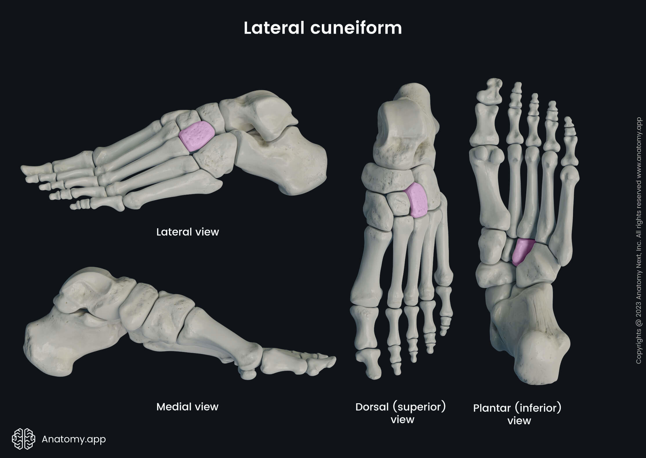 Human skeleton, Human foot, Foot bones, Skeleton of foot, Lateral cuneiform, Tarsals, Lateral view of lateral cuneiform, Dorsal view of lateral cuneiform, Plantar view of lateral cuneiform, Medial view of lateral cuneiform, Inferior view of lateral cuneiform, Superior view of lateral cuneiform, Skeleton of lower limb