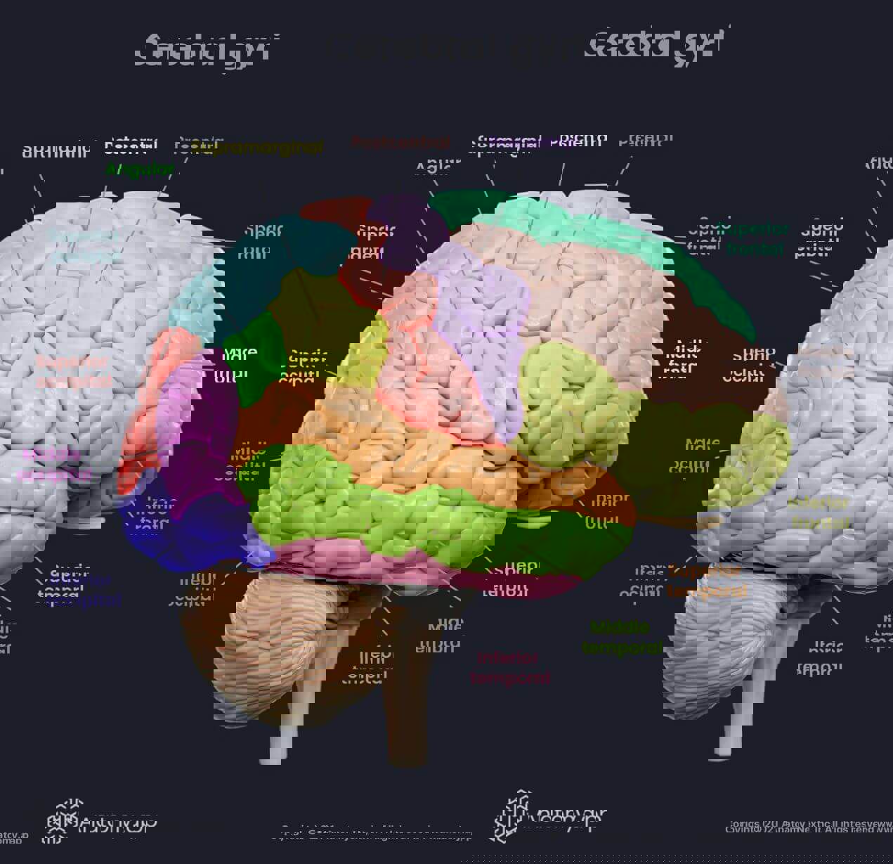 Cerebral gyri, colored, on the lateral aspect of the cerebrum