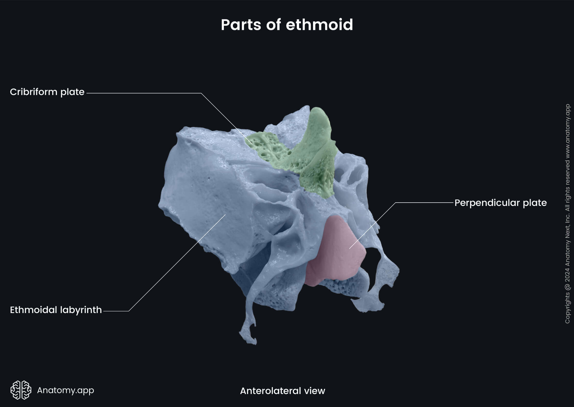 Head and neck, Skull, Neurocranium, Bones of neurocranium, Ethmoid, Parts, Anterolateral view