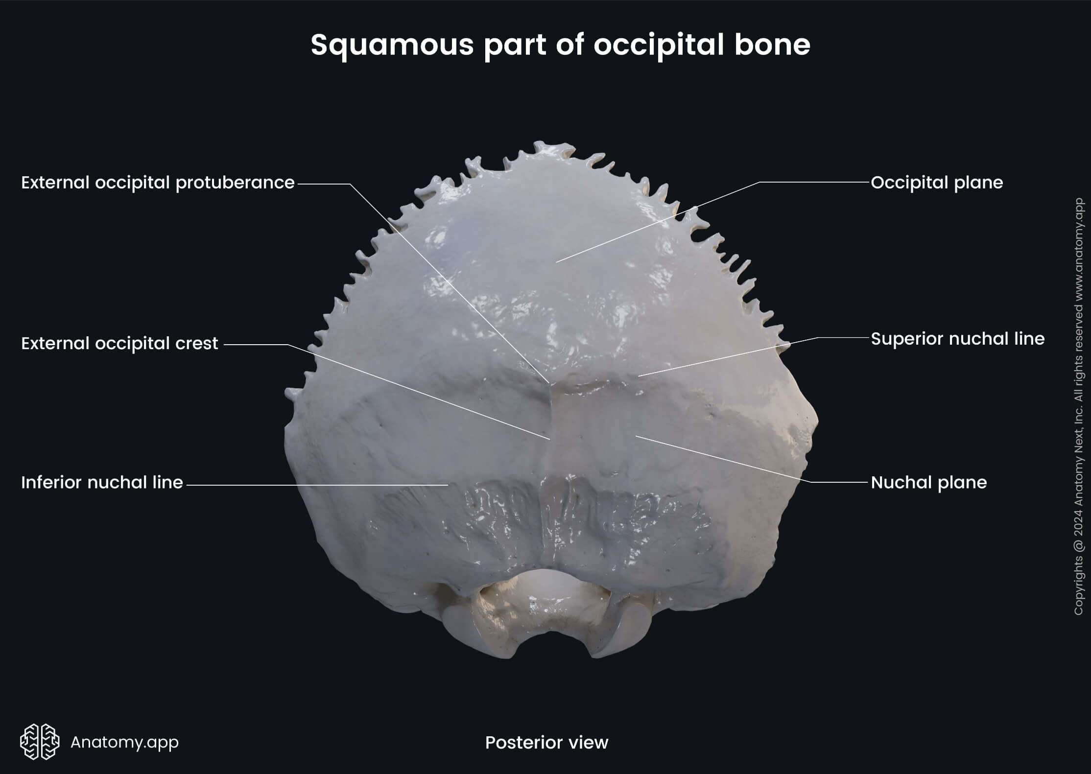 Head and neck, Skeletal system, Cranium, Skull, Neurocranium bones, Occipital bone, Squamous part, Landmarks, Posterior view