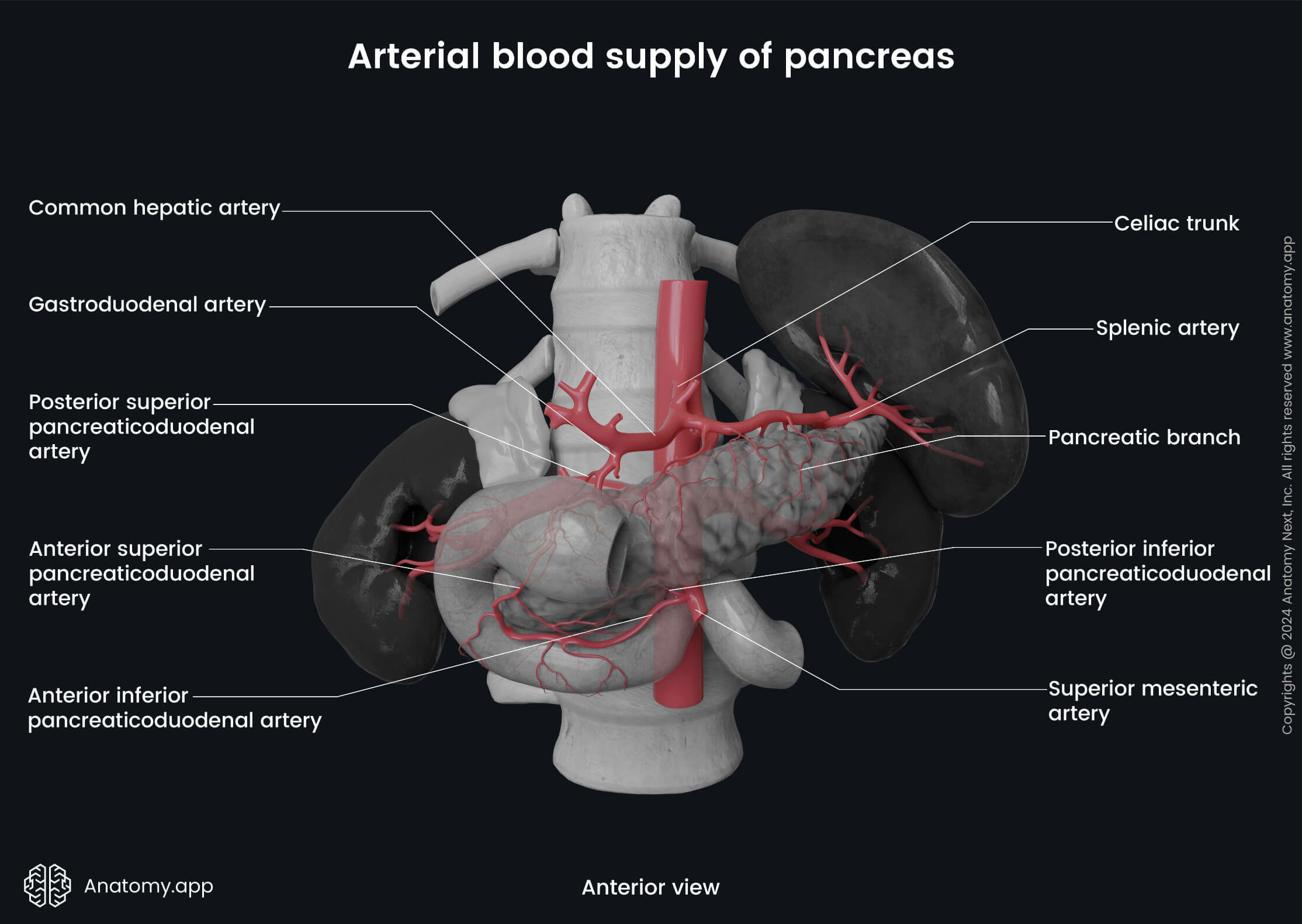 Abdomen, Digestive system, Gastrointestinal tract, Pancreas, Arterial blood supply, Splenic artery, Anterior view