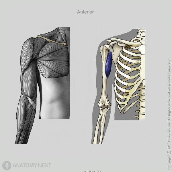 Coracobrachialis, Muscles of upper limb, Muscles of upper arm, Anterior compartment muscles of upper arm, Anterior compartment muscles, Arm flexors, Origin of coracobrachialis, Insertion of coracobrachialis, Anterior view of coracobrachialis