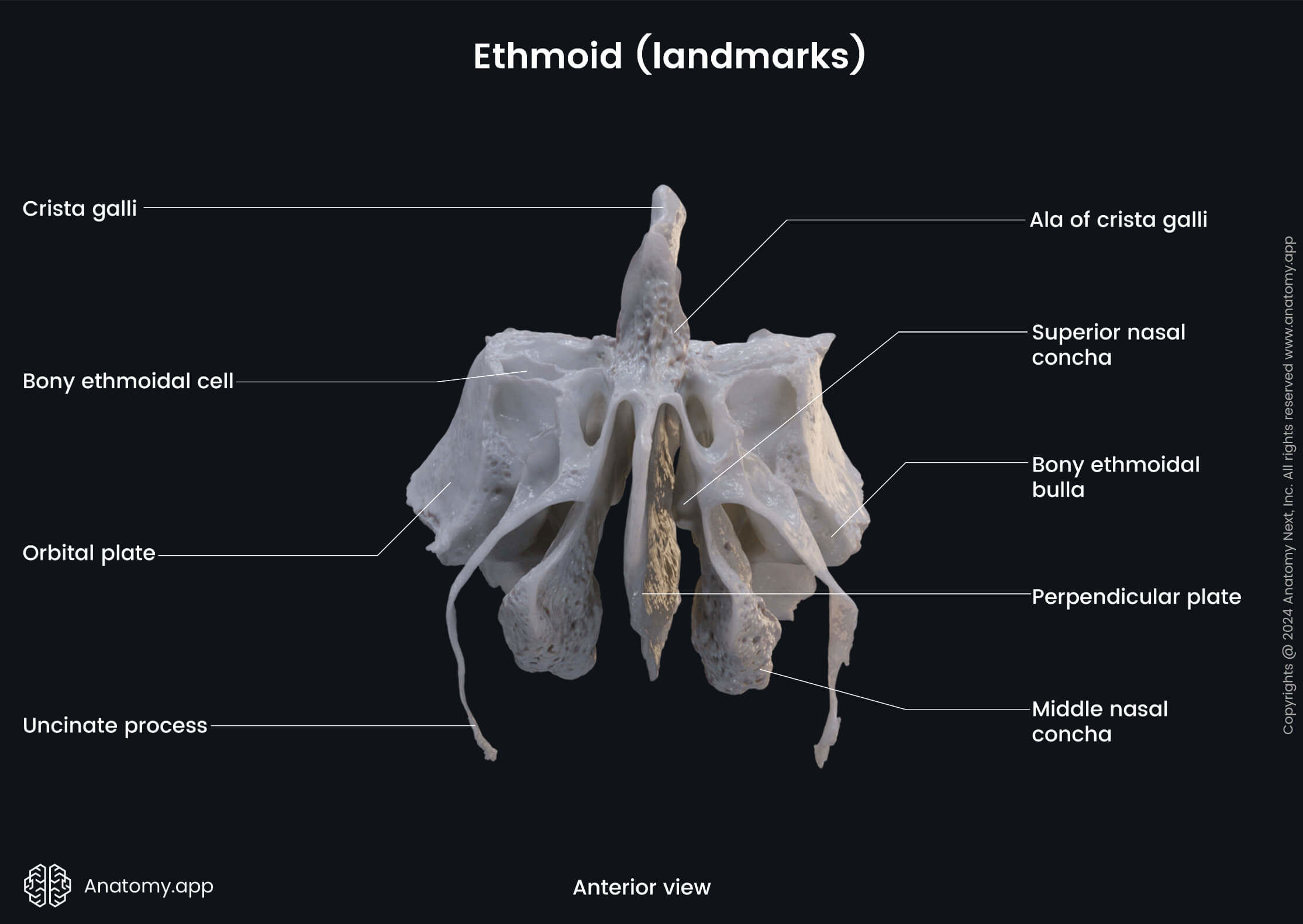 Head and neck, Skull, Neurocranium, Bones of neurocranium, Ethmoid, Landmarks, Anterior view