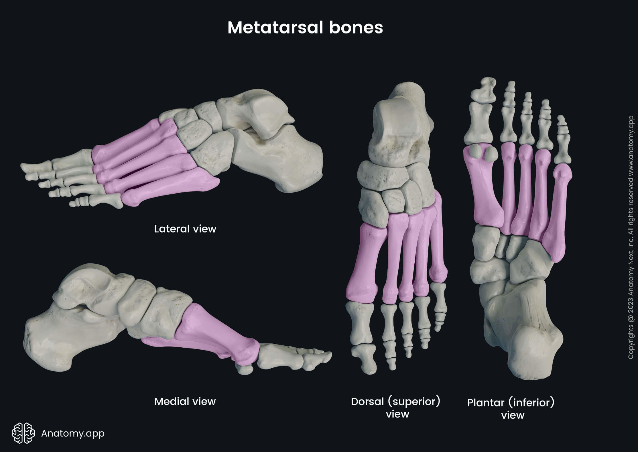 Human foot, Foot bones, Skeleton of foot, Foot skeleton, Metatarsal bones, First metatarsal, Second metatarsal, Third metatarsal, Fourth metatarsal, Fifth metatarsal, Medial view, Lateral view, Dorsal view, Superior view, Plantar view, Inferior view, Skeleton of the lower limb