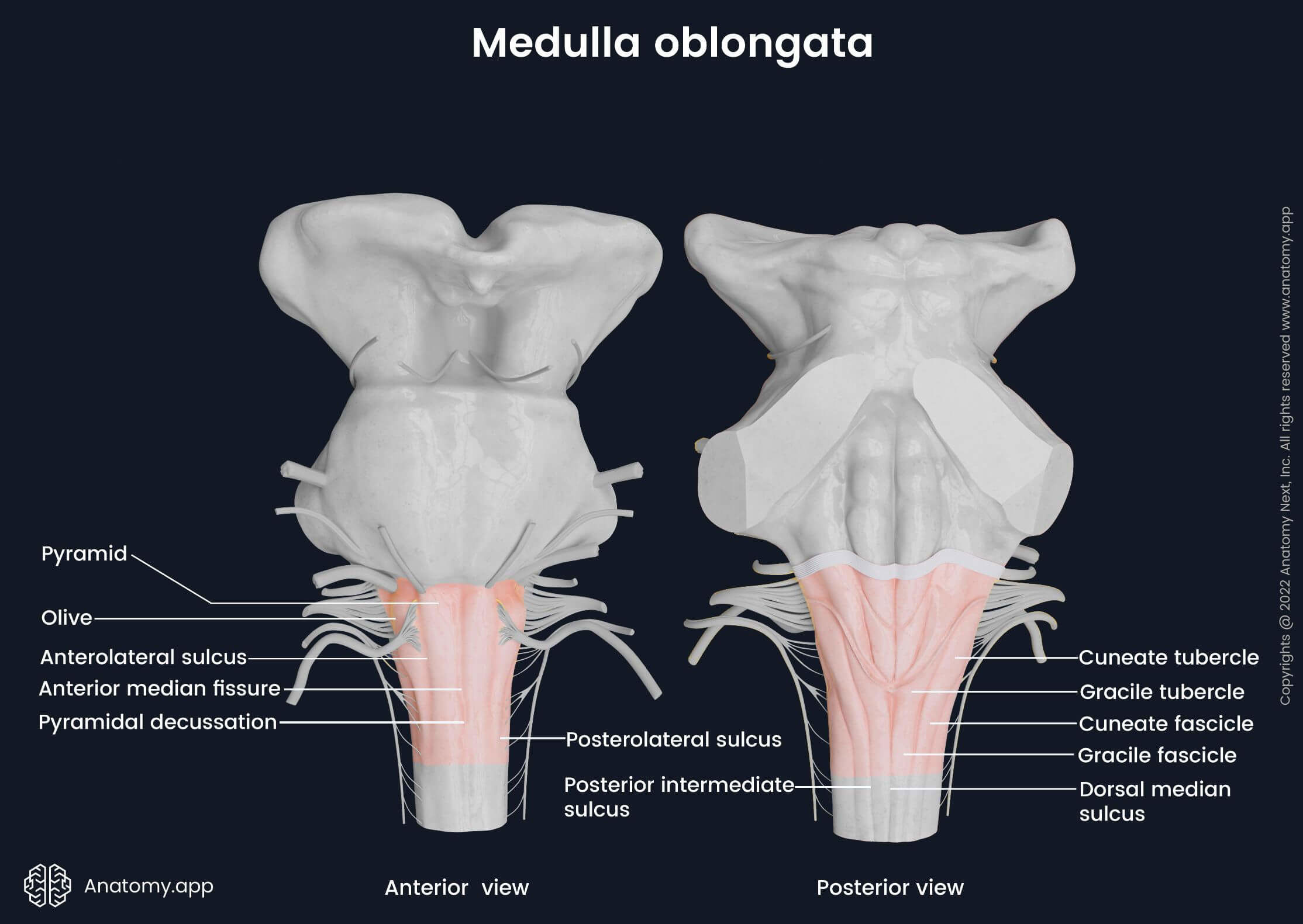 Medulla oblongata, anterior and posterior views, main anatomical landmarks