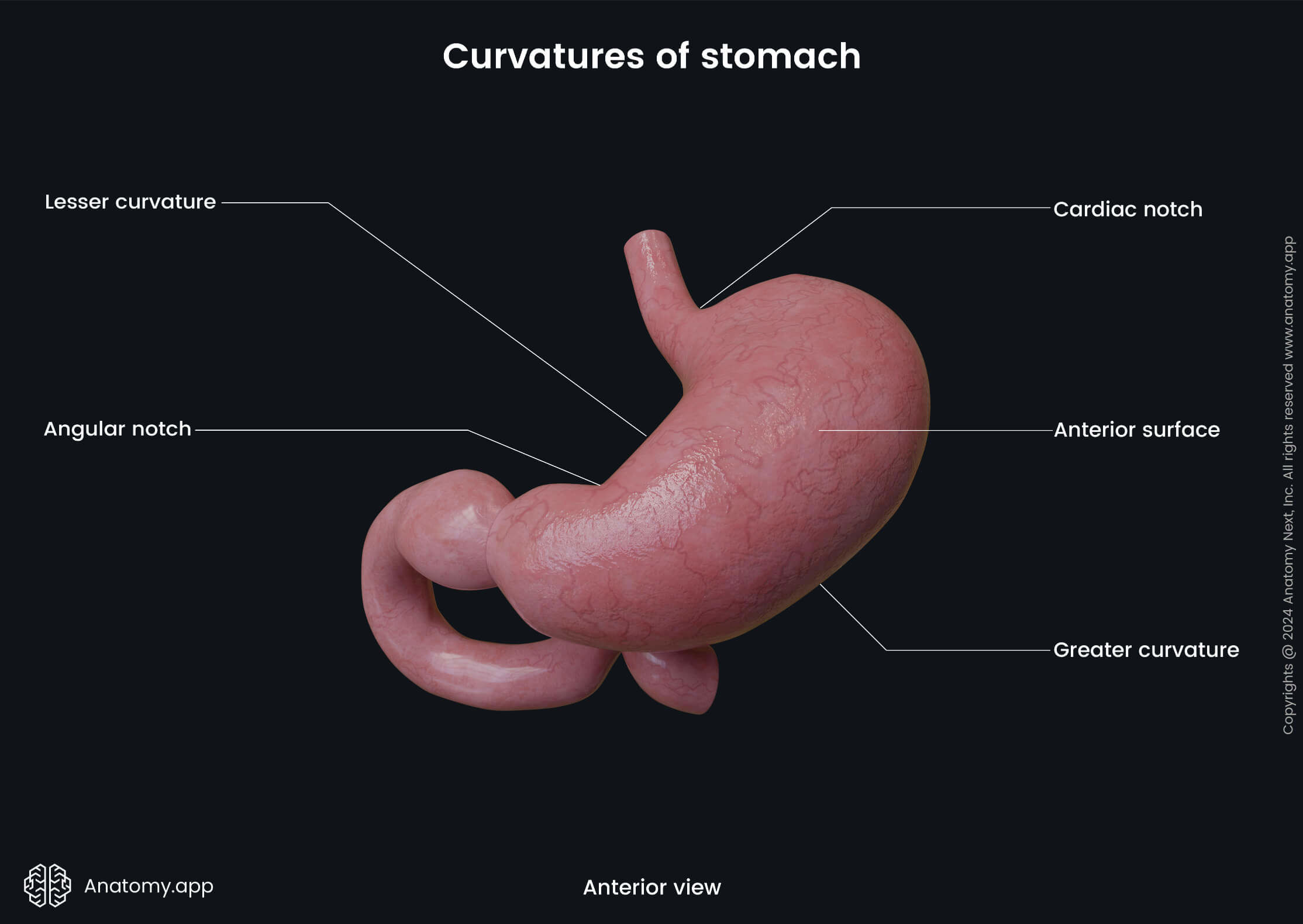 Abdomen, Digestive system, Gastrointestinal tract, Stomach, Curvatures, Surfaces, Anterior view