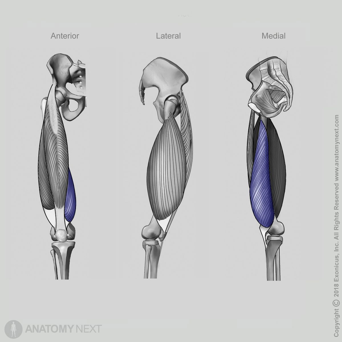 Vastus medialis, Quadriceps femoris, Anterior view of vastus medialis, Lateral view of vastus medialis, Medial view of vastus medialis, Thigh muscles, Anterior compartment of thigh, Anterior compartment muscles, Human thigh