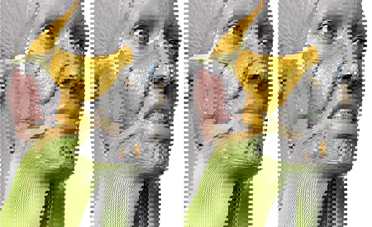 Action of platysma (green)