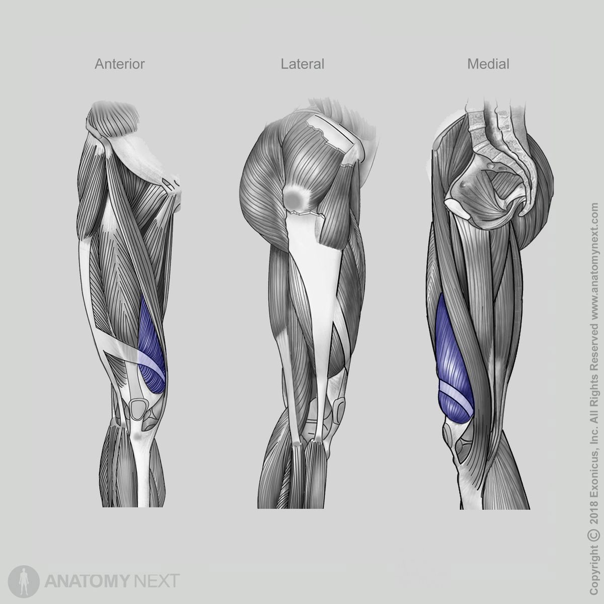 Vastus medialis, Quadriceps femoris, Anterior view of vastus medialis, Lateral view of vastus medialis, Medial view of vastus medialis, Thigh muscles, Anterior compartment of thigh, Anterior compartment muscles, Human thigh