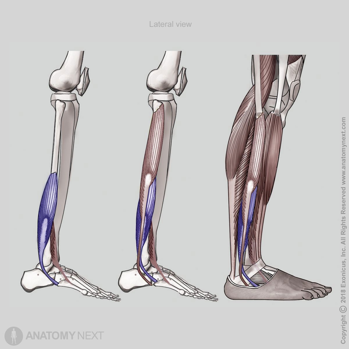Peroneus brevis, Fibularis brevis, Insertion of peroneus brevis, Insertion of fibularis brevis, Origin of peroneus brevis, Origin of fibularis brevis, Lateral compartment of leg, Lateral compartment muscles, Leg muscles, Human leg