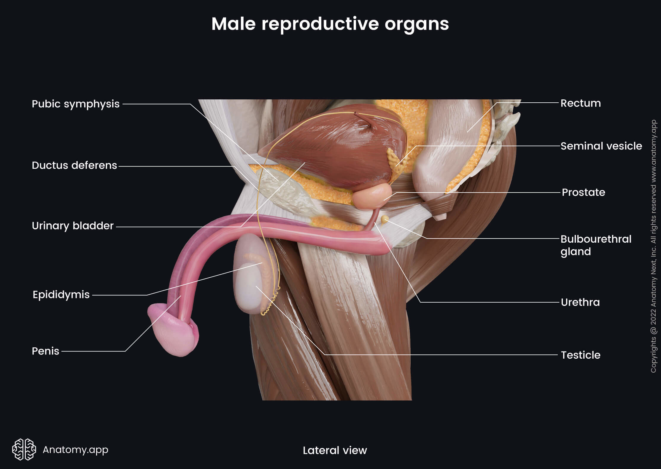 Male reproductive organs (lateral view)