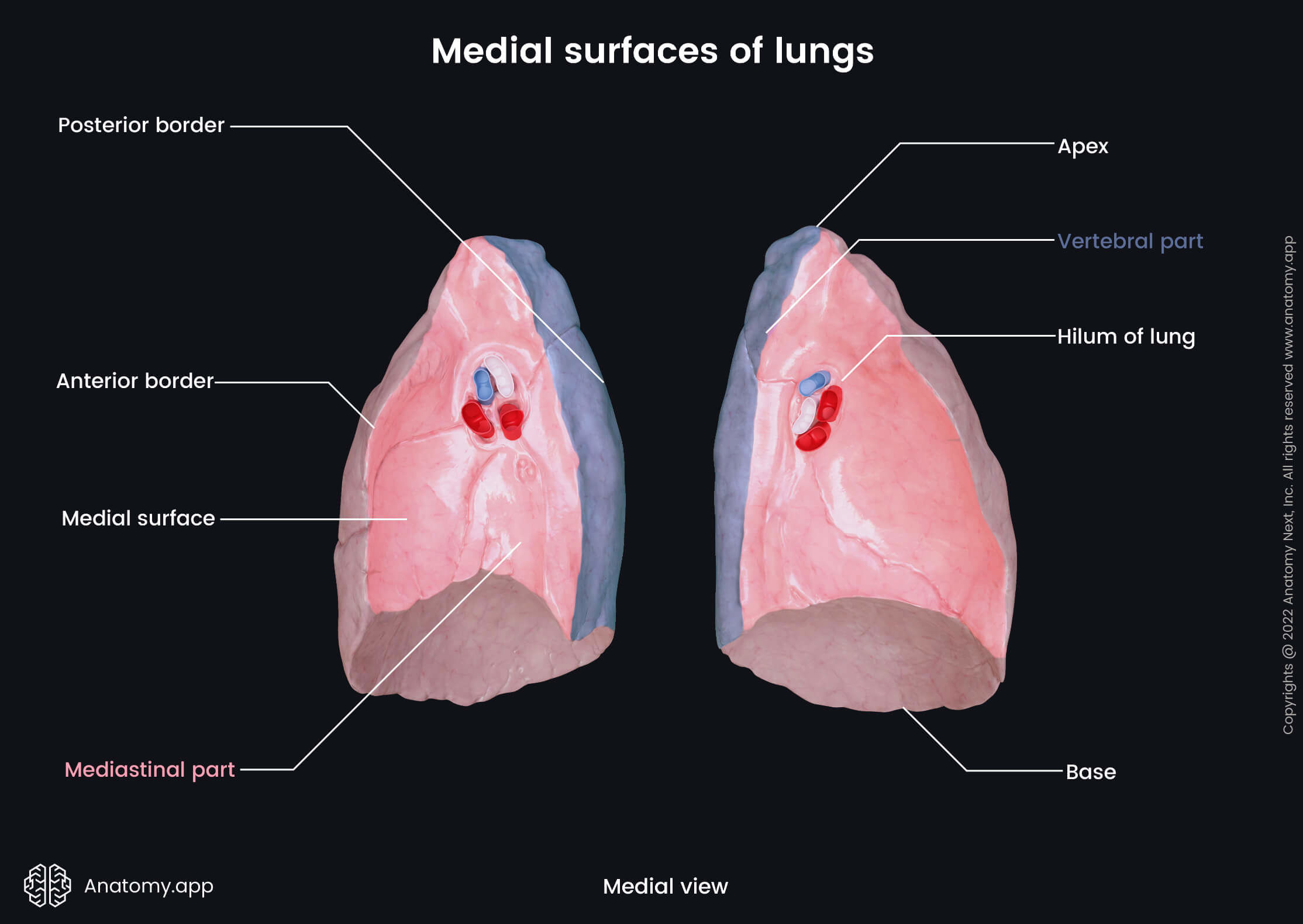 Lungs, Medial surfaces, Landmarks, Mediastinal part, Vertebral part, Hilum of lung, Medial view