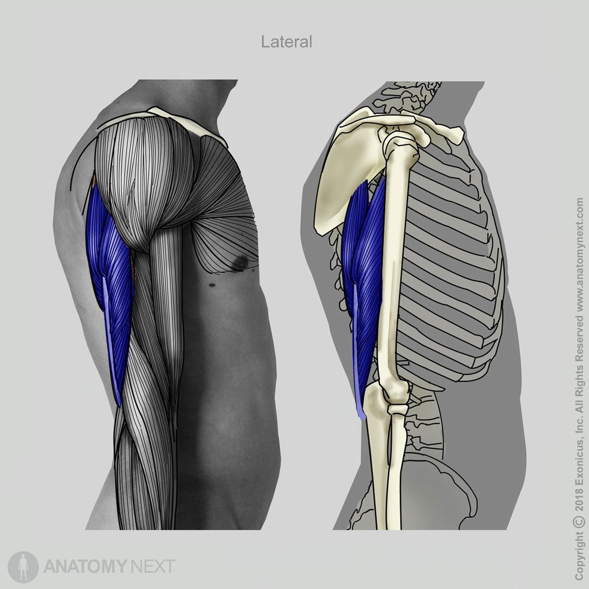 Triceps brachii, Origin of triceps brachii, Muscles of upper arm, Arm muscles, Muscles of upper limb, Posterior compartment muscles, Posterior compartment muscles of upper arm, Lateral view of triceps brachii
