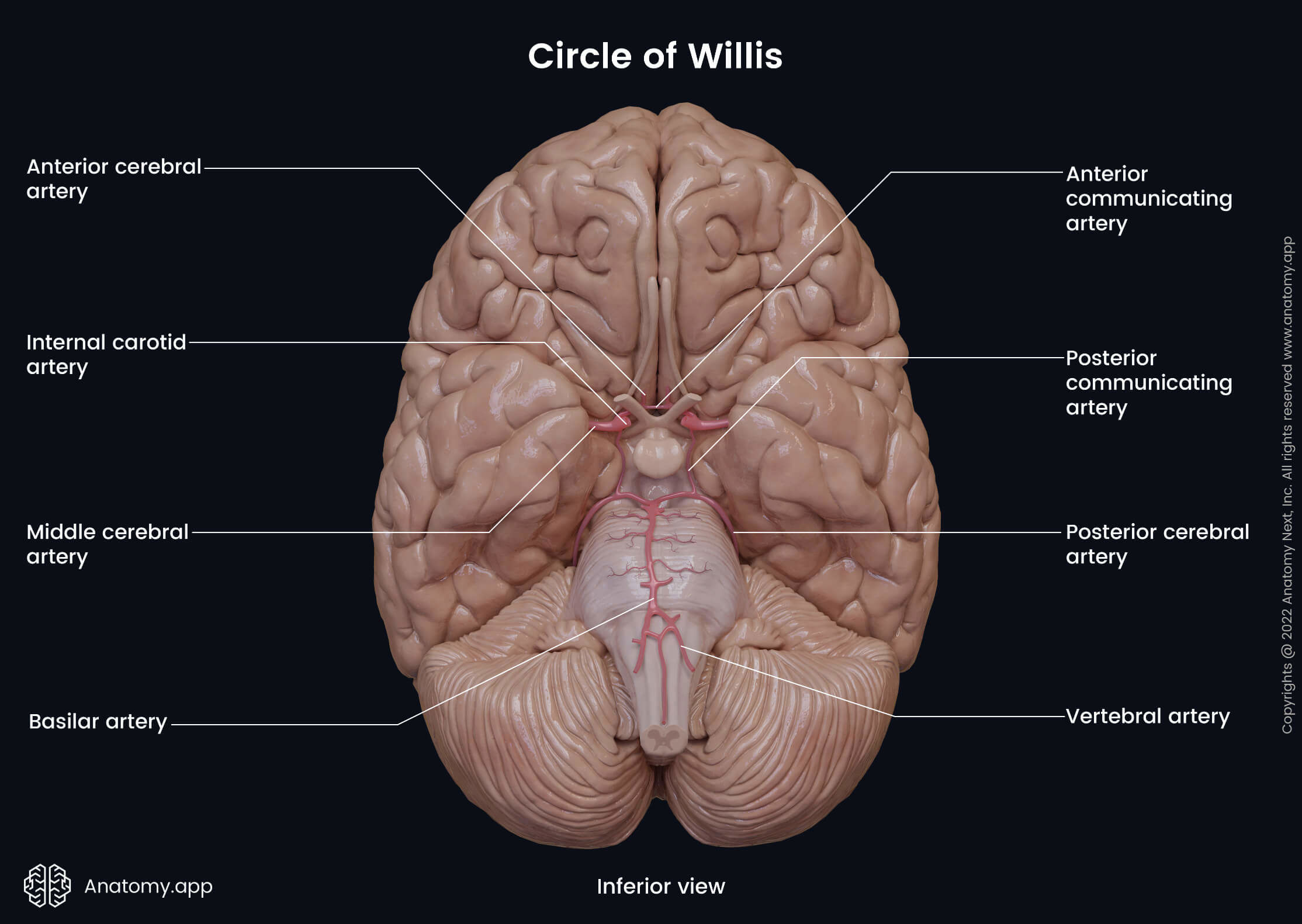 Circle of Willis, Blood supply, Vertebral artery, Basilar artery, PICA, Posterior cerebral artery, Posterior communicating artery, Internal carotid artery, Middle cerebral artery, Anterior cerebral artery, Anterior communicating artery, Brain, Brainstem, Cerebellum, Anterior circulation system, Posterior circulation system, Vertebrobasilar system, Inferior view