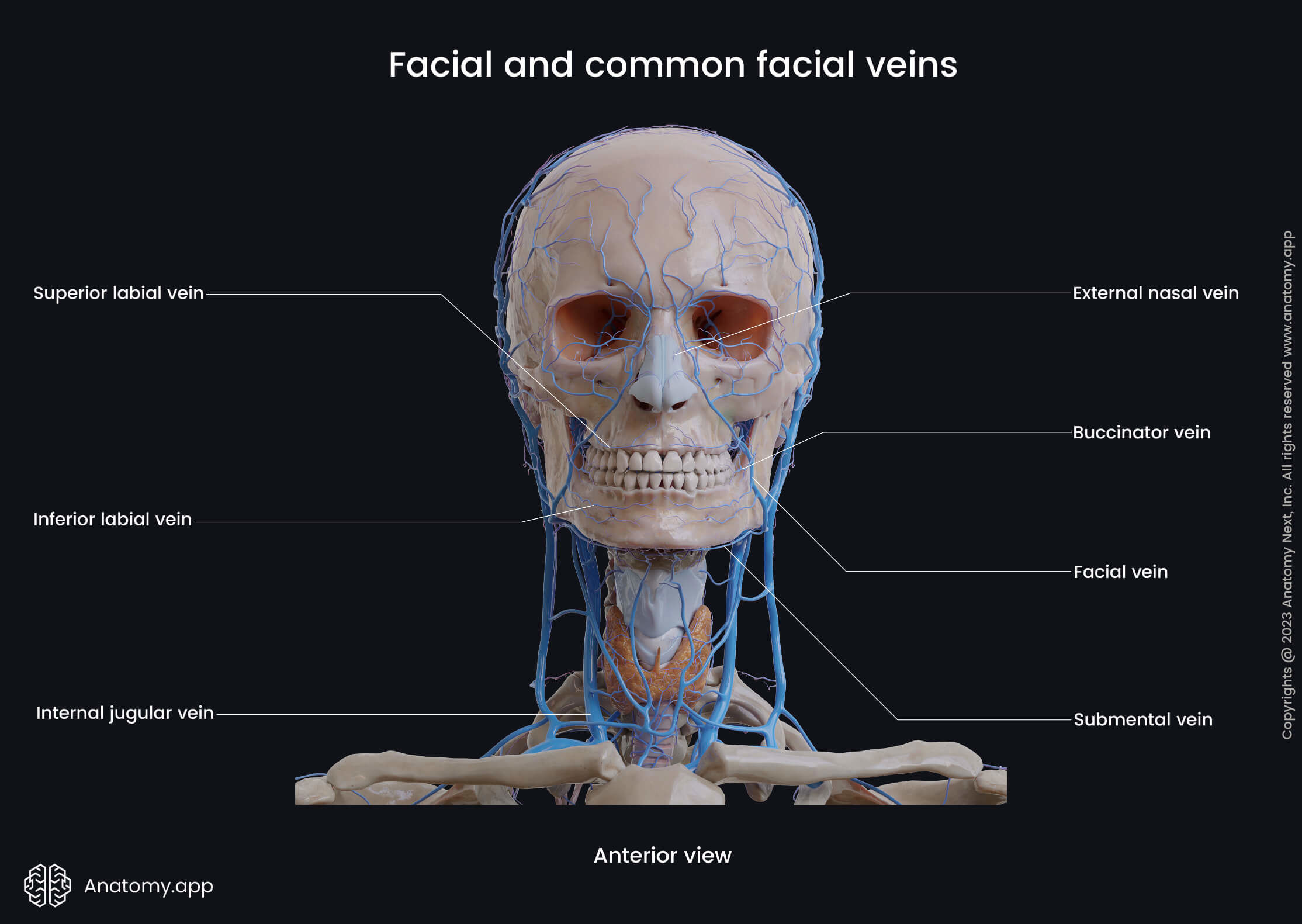 Head and neck veins, Extracranial veins, Facial vein, Common facial vein, Tributaries of facial vein, Anterior view
