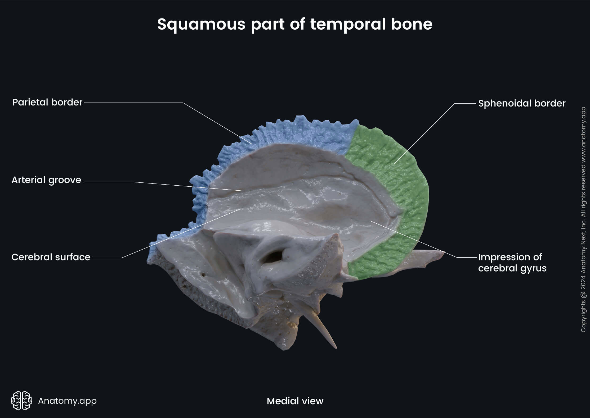 Head and neck, Skull, Cranium, Skeletal system, Neurocranium, Temporal bone, Squamous part, Landmarks, Medial view