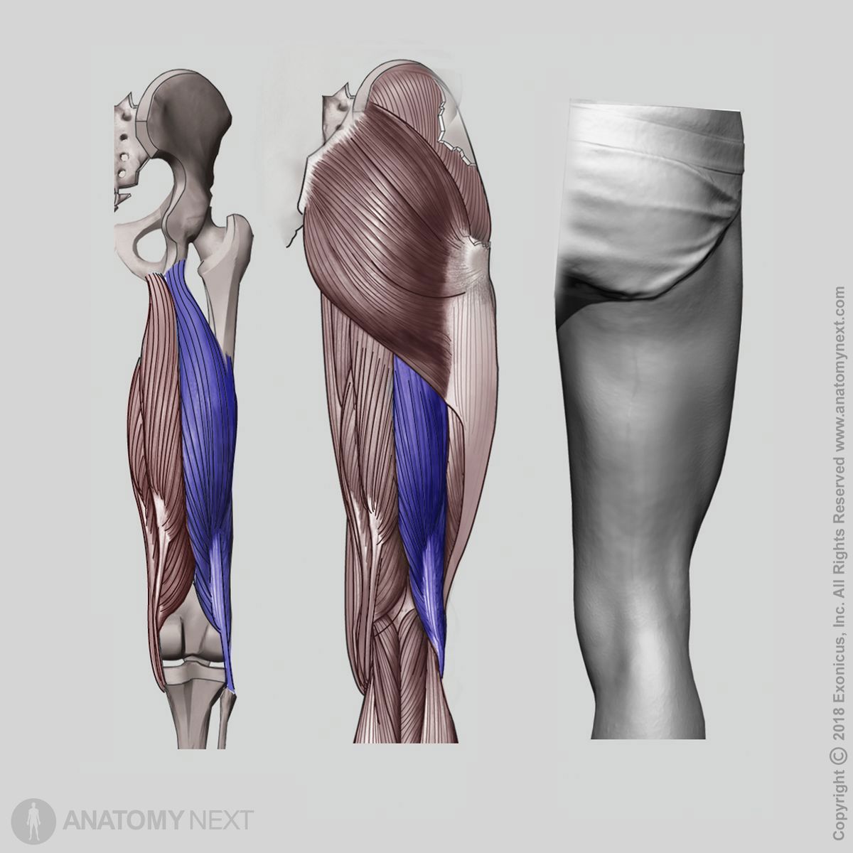 Biceps femoris, Hamstrings, Thigh muscles, Posterior compartment, Posterior compartment muscles, Human muscles, Human thigh, Origin of biceps femoris, Insertion of biceps femoris, Posterior view of biceps femoris